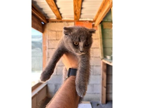 Uyguna mükemmel scottish fold bebekler | sahibinden