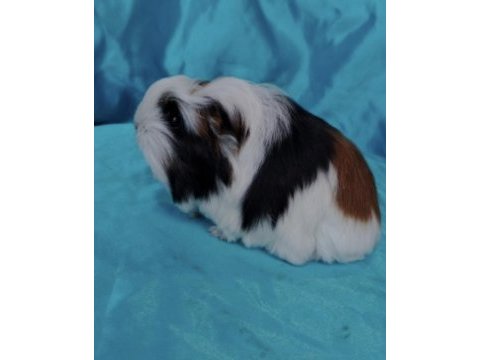 Gineping zonguldak petshop