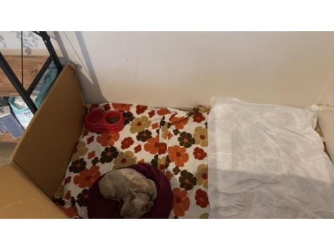 3 kardeş köpekler sahada makineler hazır hızlı çeken kazanır