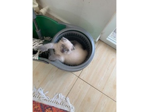 British shorthair kedisi