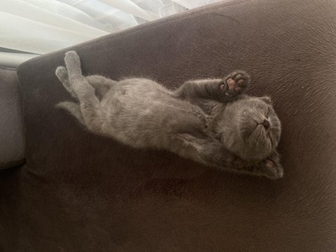 Ücretsiz 3,5 aylık scottish fold yavrumuza yuva arıyoruz