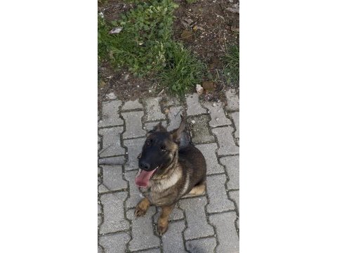 5 aylık erkek malinois aşıları tam