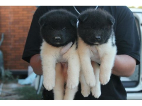 Amerikan akita ınu premıum yavrular
