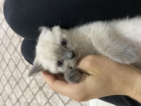 Çok oynak british shorthair