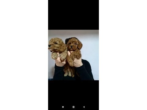 Apricot dişi erkek poodle yavrularımız