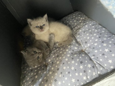 Yavru scottish fold bebeğim mickey sahiplendirilecektir