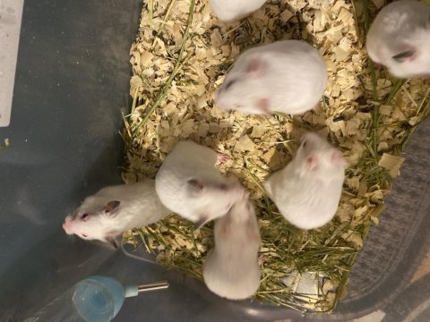 Syrian hamster beyaz kırmızı