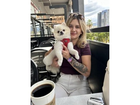 Pomeranian yavruları