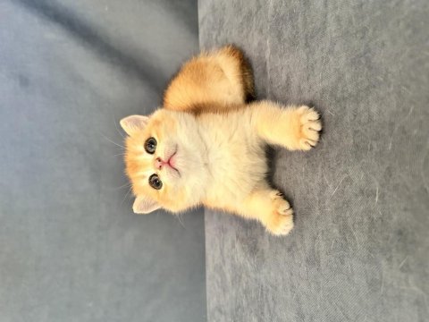 Yeni yuvalarına gitmeye hazır kediler