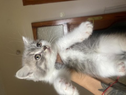 2 aylık british shorthair yavrular