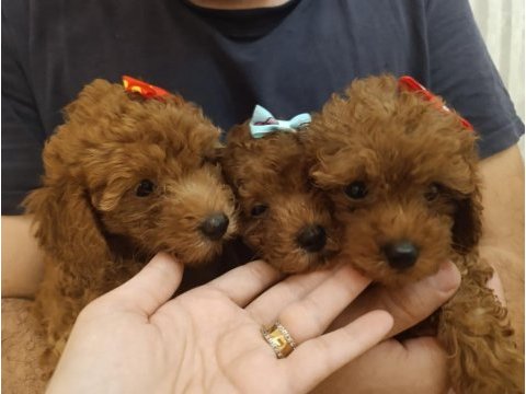 Safkan red brown toy poodle yavrular üst kalite