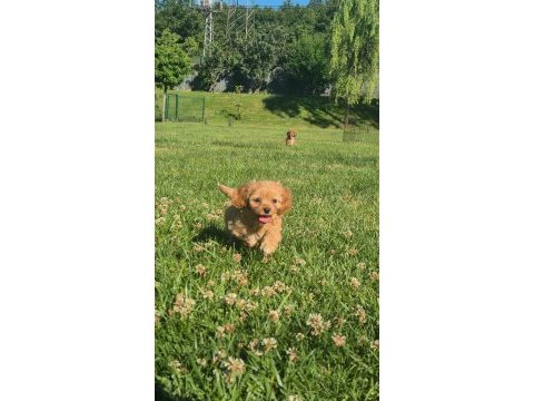 Teacup maltipoo bebekleri sizleri bekliyor 
