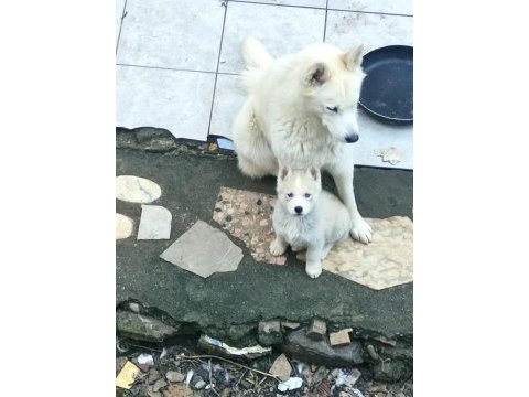 Beyaz husky yavrularımız a kalite
