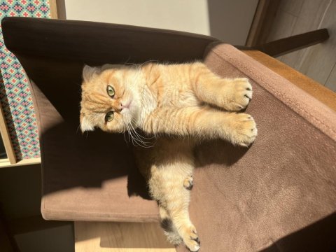 Prenses scottish fold kızımıza eş arıyoruz