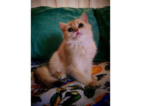 British shorthair ny 12 dişi