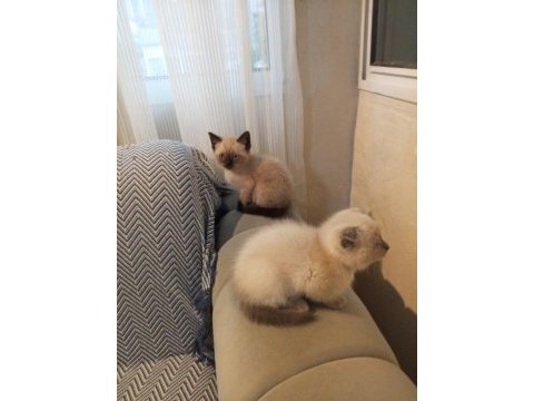 İzmir üçyol kedilerim