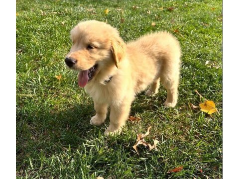 Şeker gibi golden retriever bebekler