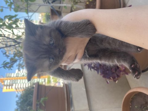 British longhair