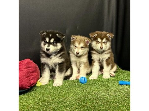 Kutuplardan esen soğuk güzellik alaskan malamute
