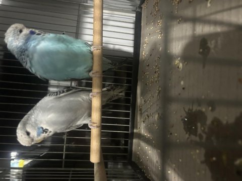Hazır jumbo muhabbet kuşu takımlar genç takımlar