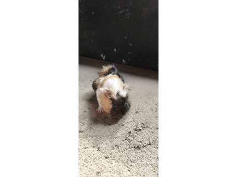 İstanbul bağcılar ginepig