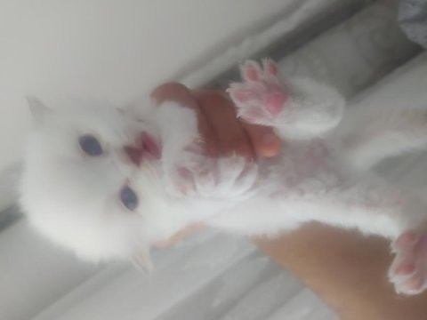 4 adet yavrumuz scottish fold uyguna verilecektir
