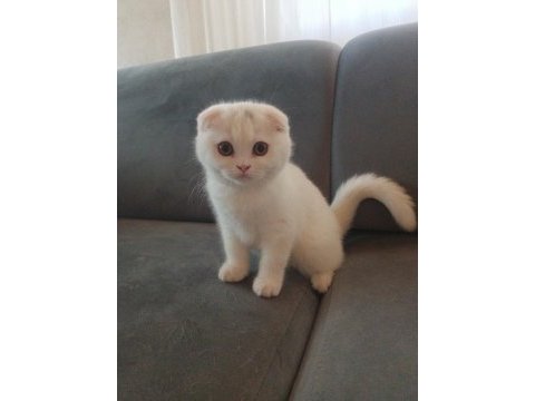 Kedilerim saf kandır bilginize