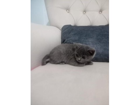 Kaliteli tatlı british shorthair yavrular