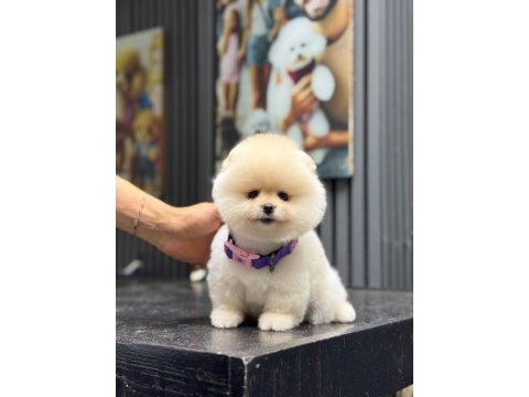Sağlık ve ırk garantili pomeranian