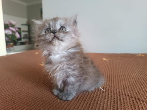 British longhair tatlı kızımız