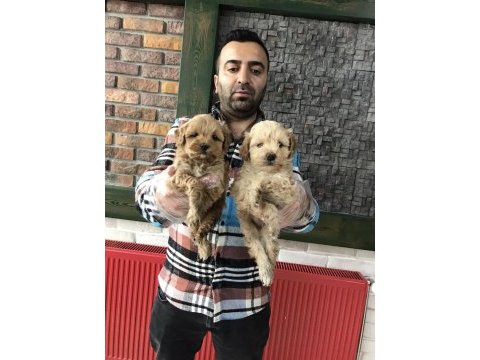 Köpek dünyasından maltipoo yavrularımız teslime hazır 