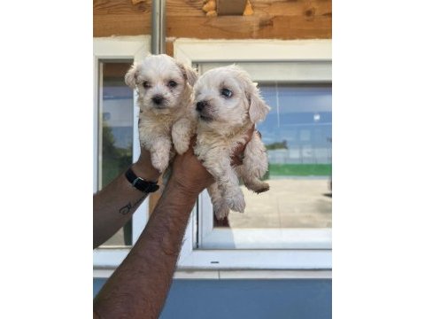 Maltipoo adrese teslim, kapıda ödeme yapabilirsiniz