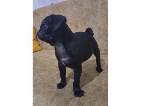 Siyah pug yavru 2 aylık
