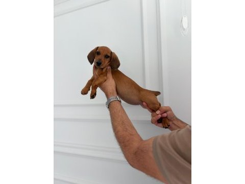 Irk ve sağlık garantili dachshund (sosis) yavrumuz