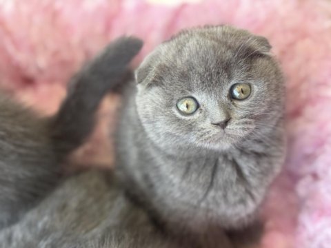 Ankarada ziyarete açık scottish fold yavrular