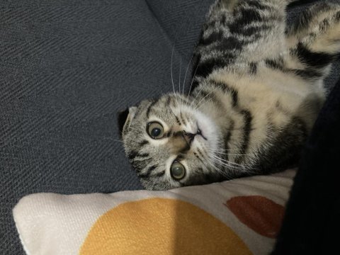3 aylık kırma tekir kedimiz ücretsiz sahiplendirme
