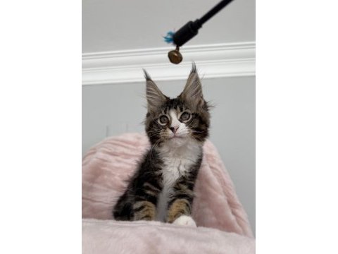 Mco dişi 2209 renk üst kaliteli maine coon