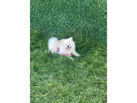 8 aylık pomeranian ayı yavrusu