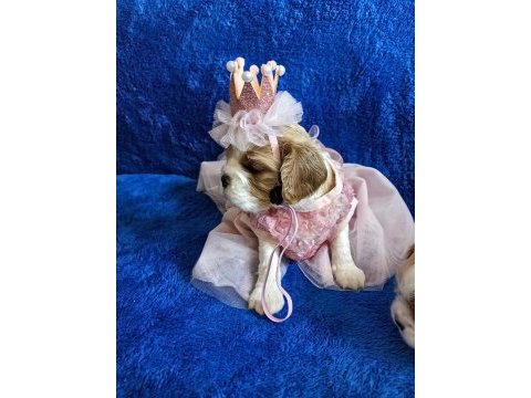 Prenses ve prens safkan cavalier king charles yavrular