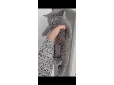British shorthair silver point yavrumuz teslime hazırdır