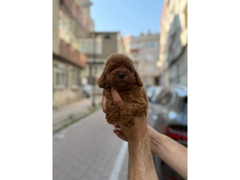 Sağlık ve ırk garantili toy poodle köpeği