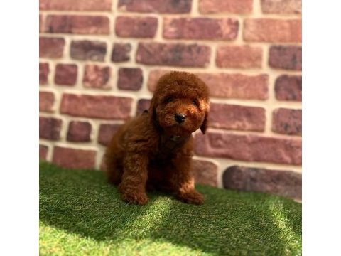 Tüy dökmez koku yapmaz toy poodle