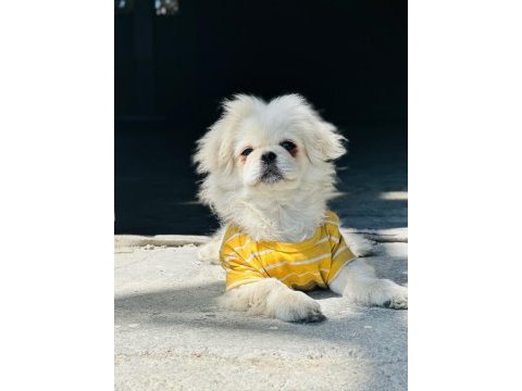 Eğitimli pekinez köpeği