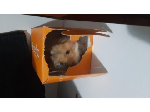 Yetişkin hamster suriye
