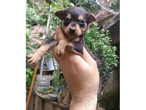 Minyatür pinscher erkek