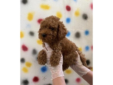 Uygun puan sağlıklı son poodle