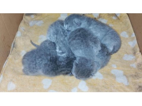 Yeni doğmuş scottish fold yavruları