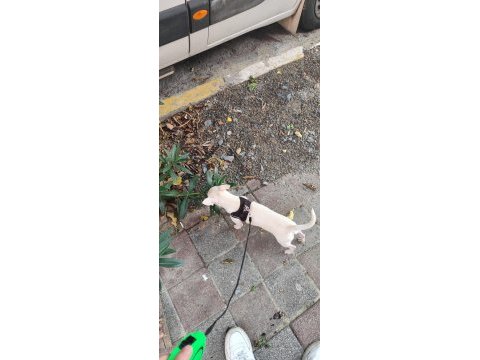 7 aylık chihuahua cinsi köpeğimiz