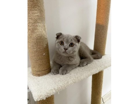 Irk garantili scottish fold