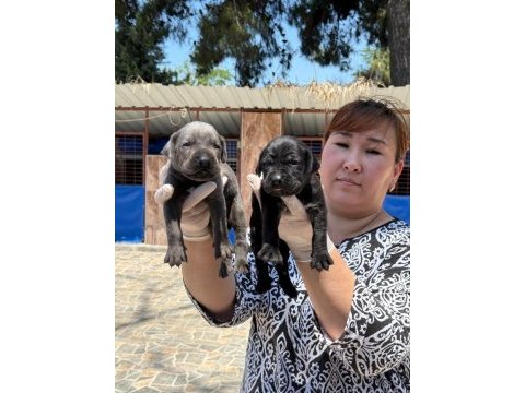 Cane corso köpekler